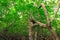 Unspoiled mangrove forest covers the entire coastal swamp thatâ€™s flooded at high tide