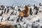 Unspoilt, wild nature in Patagonia in the Beagle Channel