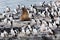 Unspoilt, wild nature in Patagonia in the Beagle Channel