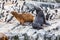 Unspoilt, wild nature in Patagonia in the Beagle Channel