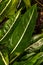 Unspotted Chinese Evergreen Leaf