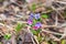 Unspotted lungwort in the spring forest