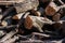 Unstacked wood logs in a sunny day late autumn