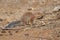 Unstriped ground squirrel in Samburu National Park