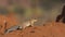 Unstriped Ground Squirrel on Termite Nest
