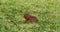 Unstriped Ground Squirrel, xerus rutilus, Adult Eating, Tsavo Parc in Kenya, Real Time