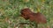 Unstriped Ground Squirrel, xerus rutilus, Adult Eating, Tsavo Parc in Kenya, Real Time