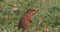 Unstriped Ground Squirrel, xerus rutilus, Adult Eating, Tsavo Parc in Kenya, Real Time