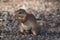 Unstriped ground squirrel Xerus rutilus Amboseli National Park