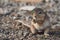 Unstriped ground squirrel Xerus rutilus Amboseli National Park - Africa Eating Sitting