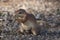 Unstriped ground squirrel Xerus rutilus Amboseli National Park - Africa Eating Sitting