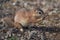 Unstriped ground squirrel Xerus rutilus Amboseli National Park - Africa Eating Sitting