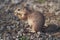 Unstriped ground squirrel Xerus rutilus Amboseli National Park - Africa Eating Sitting