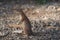 Unstriped ground squirrel Xerus rutilus Amboseli National Park - Africa Eating Standing