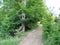 Unsurpassed landscapes of beech forests on the slopes of the Transcarpathian hills of Tyachiv region.