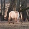 Untamed Majesty: Captivating Portrait of a Wild Horse in the Early Spring