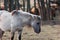 Untamed Majesty: Captivating Portrait of a Wild Horse in the Early Spring