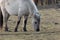 Untamed Majesty: Captivating Portrait of a Wild Horse in the Early Spring