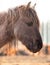 Untamed Majesty: Captivating Portrait of a Wild Horse in the Early Spring