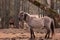 Untamed Majesty: Captivating Portrait of a Wild Horse in the Early Spring