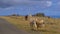 Untamed wild horses exploring and pasturing in the wilderness by the ocean.