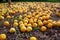 An untidy fallen yellow cherry plum lies on the ground