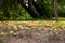 An untidy fallen yellow cherry plum lies on the ground