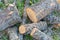 Untidy firewood logs on ground