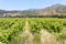 Untidy rows of grapevines growing in a small field near Franschhoek