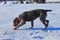 A untiring female dog looking for a track in snow. A Bohemian Wire-haired Pointing Griffon or korthals griffon playing in snow on