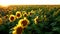 Untitled ProjectA large sunflower field on a sunset background.