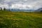 Untouched landscapes in the Austrian Alps with yellow flowers on a mountain meadow