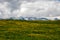 Untouched landscapes in the Austrian Alps with yellow flowers on a mountain meadow