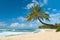 Untouched sandy beach with palms trees and azure ocean