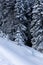 Untouched snow and white pine trees in alpine forest