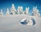 Untouched winter landscape. Sunny morning view of Carpathian mountains with snow covered fir trees.