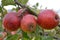 Untreated apples on a tree