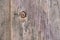 Untreated vertical wood plank board close up. Natural wood texture for background. Old wood texture.