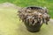 Untrimmed decaying Hosta plant, in winter, left in ceramic planter pot.