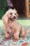 An untrimmed, unkempt apricot-colored dwarf poodle sits and waits for its owner. carefully look. close up