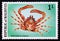 Unused post stamp Maldives 1978, Common Decorator Crab, Schizophrys aspera