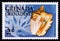Unused postage stamp Grenada Grenadines 1976, Hawk wing Conch, Strombus raninus