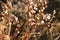 Unusual alpine plant, Acantholimon diapensioides, in the Eastern Pamir