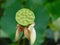 Unusual American lotus seed pod close-up