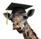 Unusual animal portrait of a goofy giraffe college graduate student