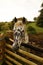 Unusual Appaloosa horse