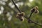 Unusual aspen flowers.