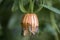 Unusual Beautiful Canarina Canariensis Canary Bellflower ready t