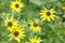 Really Unusual Beautiful Closeup Of Summer Black Eyed Susans  Flowers with depth Of Field Perspective