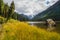 Unusual beautiful lake in highland valley and river along high mountain. Swampy backwater of mountain lake with stones. Yellow